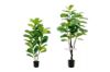 Picture of Test No Order - Artificial Plant  Fiddle Leaf (Black Plastic Pot) - 150cm