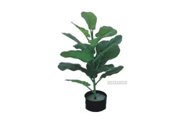 Picture of Test No Order - Artificial Plant 55cm Fiddle Leaf *Black Plastic Pot