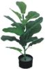 Picture of Test No Order - Artificial Plant 55cm Fiddle Leaf *Black Plastic Pot