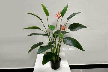 Picture of Test No Order - Artificial Plant 90cm Bird of Paradise With 16 Leaves and 2 Flowers *Black Plastic Pot