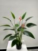 Picture of Test No Order - Artificial Plant 90cm Bird of Paradise With 16 Leaves and 2 Flowers *Black Plastic Pot