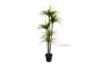 Picture of Test No Order - Artificial Plant 170cm Dracaena *Black Plastic Pot