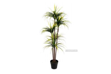 Picture of Test No Order - Artificial Plant 170cm Dracaena *Black Plastic Pot