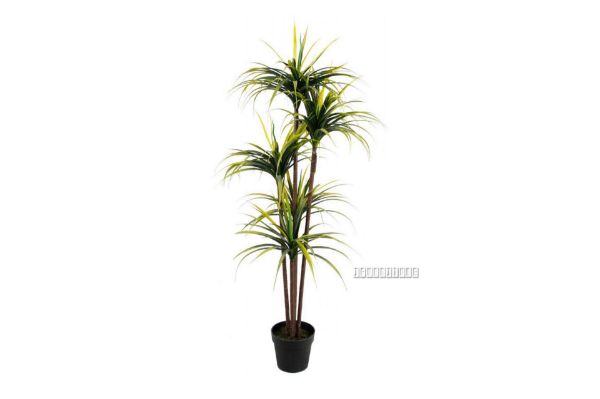 Picture of Test No Order - Artificial Plant 170cm Dracaena *Black Plastic Pot