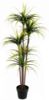 Picture of Test No Order - Artificial Plant 170cm Dracaena *Black Plastic Pot