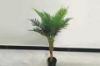 Picture of Test No Order - Artificial Plant 90cm Chrysalidocarpus *Black Plastic Pot