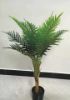 Picture of Test No Order - Artificial Plant 90cm Chrysalidocarpus *Black Plastic Pot