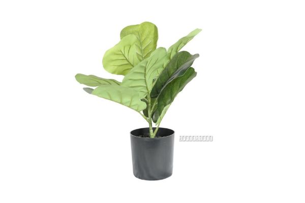 Picture of Test No Order - Artificial Plant 33cm Fiddle Leaf *Black Plastic Pot