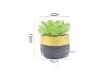 Picture of Test No Order - ARTIFICIAL PLANT 285 with Vase (12cm x 19cm)