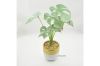 Picture of Test No Order - ARTIFICIAL PLANT 282 with Vase (14.5cm x 50cm)