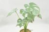 Picture of Test No Order - ARTIFICIAL PLANT 282 with Vase (14.5cm x 50cm)