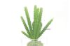 Picture of Test No Order - ARTIFICIAL PLANT 288 with Vase (6.5cm x 20cm)