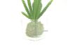 Picture of Test No Order - ARTIFICIAL PLANT 288 with Vase (6.5cm x 20cm)