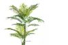 Picture of Test No Order - ARTIFICIAL PLANT Palm - 195cm