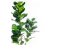 Picture of Test No Order - ARTIFICIAL PLANT Thick Branch Fiddle Leaf (180cm)