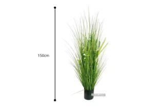 Picture of Test No Order - Onion Grass - 150cm