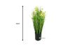 Picture of Test No Order - Onion Grass - 48cm