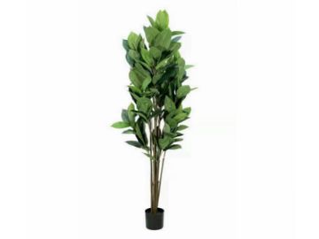 Picture of Test No Order - ARTIFICIAL PLANT Rubber Tree (H160cm)