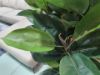 Picture of Test No Order - ARTIFICIAL PLANT Rubber Tree (H160cm)