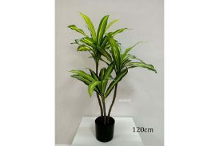 Picture of Test No Order - ARTIFICIAL PLANT BRAZILWOOD (Black Plastic Pot) - H120cm