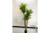 Picture of Test No Order - ARTIFICIAL PLANT BRAZILWOOD (Black Plastic Pot) - H180cm