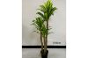 Picture of Test No Order - ARTIFICIAL PLANT BRAZILWOOD (Black Plastic Pot) - H150cm