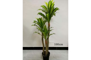 Picture of Test No Order - ARTIFICIAL PLANT BRAZILWOOD (Black Plastic Pot) - H180cm