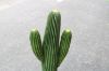 Picture of Test No Order - ARTIFICIAL PLANT CACTUS with Black Pot (90cm High)