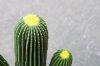 Picture of Test No Order - ARTIFICIAL PLANT CACTUS with Black Pot (90cm High)