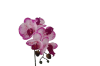 Picture of Test No Order - ARTIFICIAL PLANT Pink-White Orchid with Green Vase (H37cm)