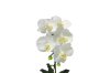 Picture of Test No Order - ARTIFICIAL PLANT White Orchid with Silver Vase (H45cm)