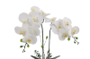 Picture of Test No Order - ARTIFICIAL PLANT White Orchid with Silver Vase (H56cm)