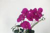 Picture of Test No Order - ARTIFICIAL PLANT Pink Orchid with Round White Vase (H55cm)