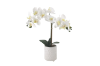 Picture of Test No Order - ARTIFICIAL PLANT White Orchid with White Vase (H43cm)