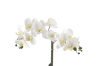 Picture of Test No Order - ARTIFICIAL PLANT White Orchid with White Vase (H43cm)