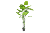 Picture of Test No Order - ARTIFICIAL PLANT Taro Tree