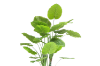 Picture of Test No Order - ARTIFICIAL PLANT Taro Tree