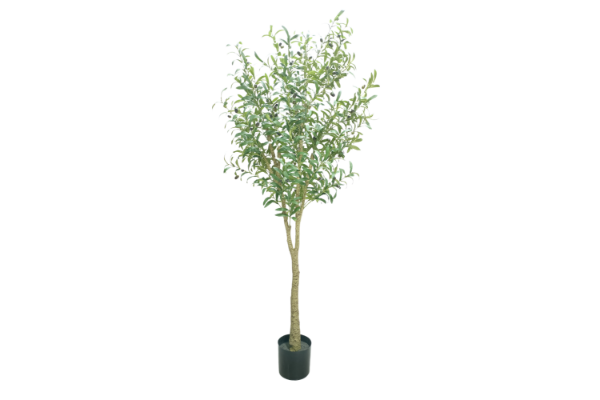 Picture of Test No Order - ARTIFICIAL PLANT Olive Tree (H180cm)