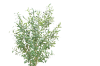 Picture of Test No Order - ARTIFICIAL PLANT Olive Tree (H180cm)