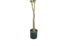 Picture of Test No Order - ARTIFICIAL PLANT Olive Tree (H180cm)