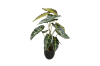 Picture of Test No Order - ARTIFICIAL PLANT Alocasia with Black Pot