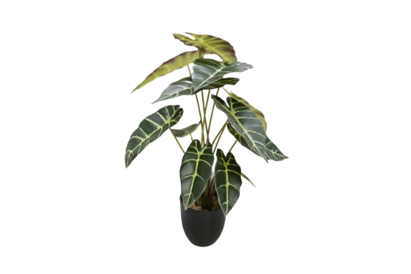 Picture of Test No Order - ARTIFICIAL PLANT Alocasia with Black Pot