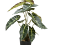 Picture of Test No Order - ARTIFICIAL PLANT Alocasia with Black Pot