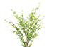 Picture of Test No Order - ARTIFICIAL PLANT Watercress Tree (H180)