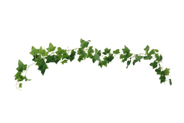 Picture of Test No Order - ARTIFICIAL PLANT Sweet Potato Vines 01 (2M Long)