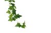 Picture of Test No Order - ARTIFICIAL PLANT Sweet Potato Vines 01 (2M Long)