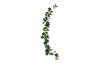 Picture of Test No Order - ARTIFICIAL PLANT Sweet Potato Vines 02 (2M Long)