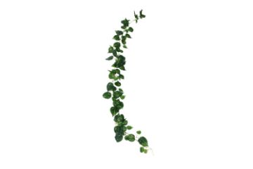 Picture of Test No Order - ARTIFICIAL PLANT Sweet Potato Vines 02 (2M Long)