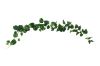 Picture of Test No Order - ARTIFICIAL PLANT Sweet Potato Vines 02 (2M Long)