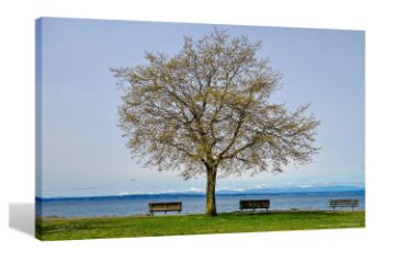 Picture of Test No Order - TREE WATERFRONT AT SEATTLE UNITED STATES - Frameless Canvas Print Wall Art (150cmx100cm)